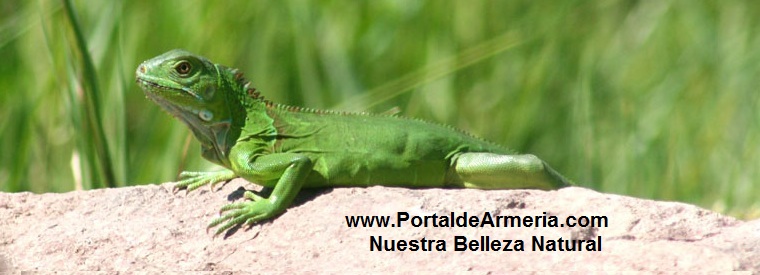 IGUANA VERDE - PORTAL DE ARMERIA