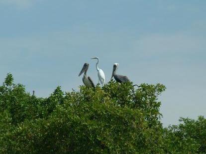 Aves