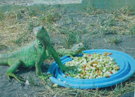 Iguana verde
