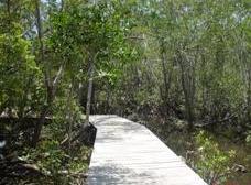Manglar